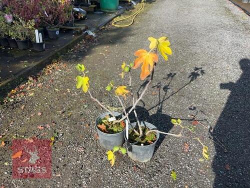 2 FICUS BROWN TURKEY (FIG)