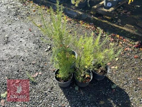 5 ROSMARINUS 'MISS JESSOPS UPRIGHT'