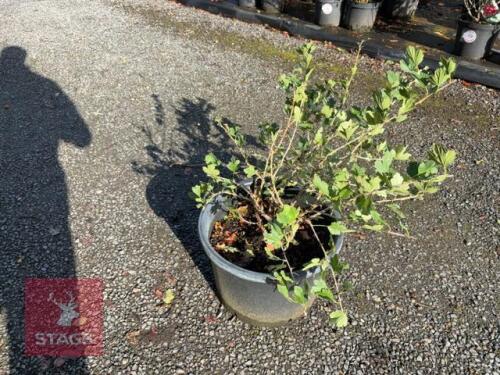 RIBES UVA - CRISPA (GOOSEBERRY)