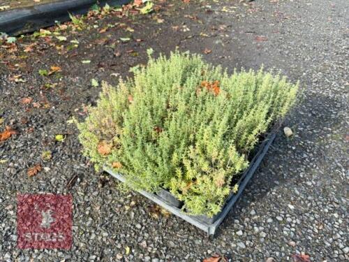 20 THYMUS VULGARIS (GARDEN THYME)