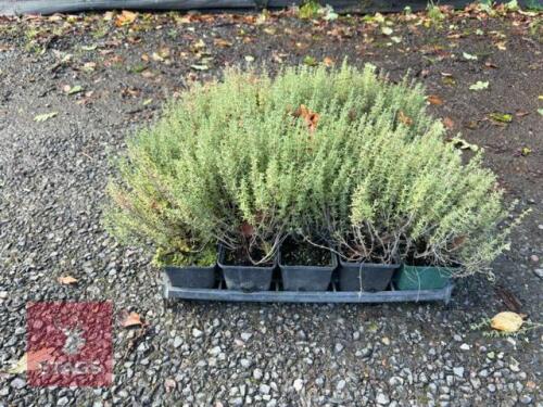 20 THYMUS VULGARIS (GARDEN THYME)