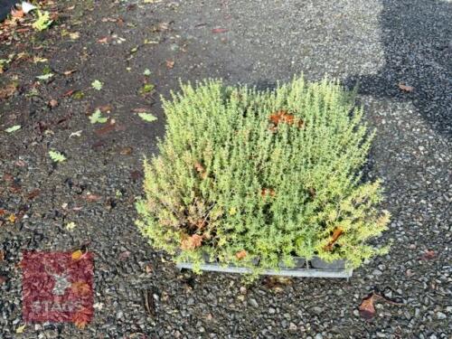 20 THYMUS VULGARIS (GARDEN THYME)