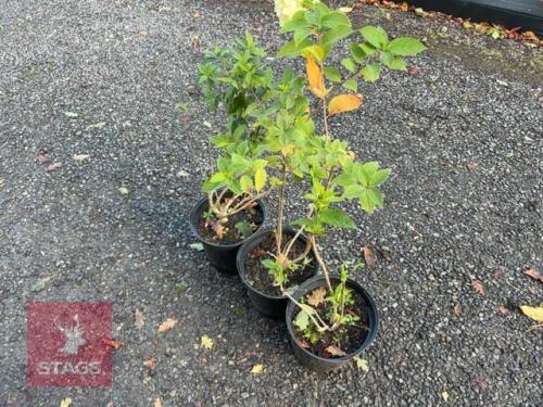 3 HYDRANGEA LITTLE LIME