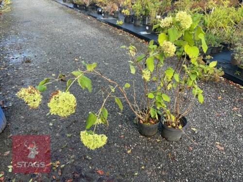 2 HYDRANGEA ANNABELLE