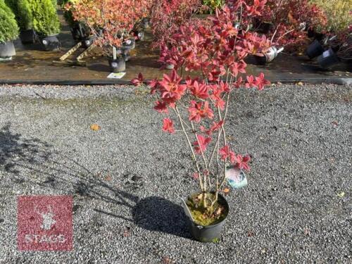 RHODODENDRON JOLIE MADAME
