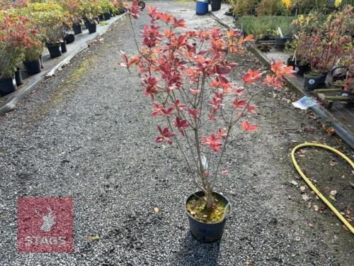 RHODODENDRON JOLIE MADAME