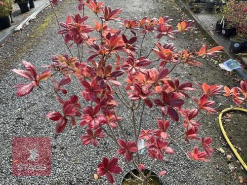 RHODODENDRON JOLIE MADAME