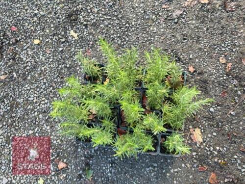 20 ROSMARINUS 'MISS JESSOPS UPRIGHT'