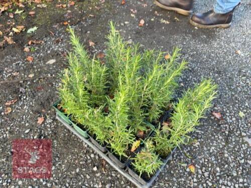 20 ROSMARINUS 'MISS JESSOPS UPRIGHT'