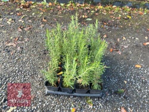 20 ROSMARINUS 'MISS JESSOPS UPRIGHT'