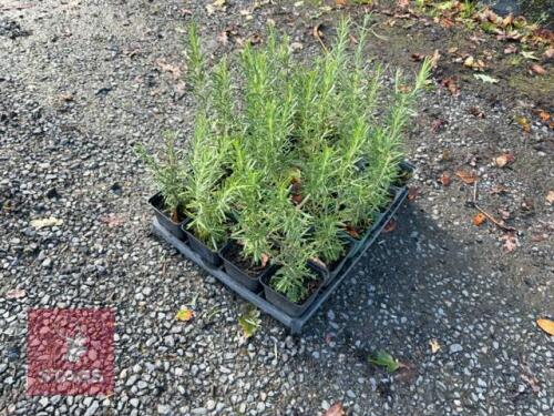 20 ROSMARINUS 'MISS JESSOPS UPRIGHT'