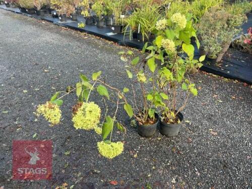 2 HYDRANGEA ANNABELLE