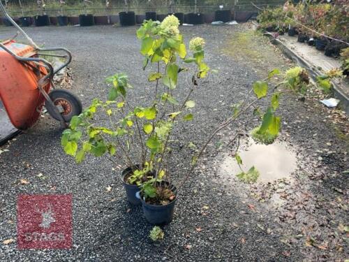 2 HYDRANGEA ANNABELLE