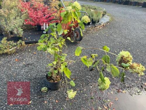 2 HYDRANGEA ANNABELLE