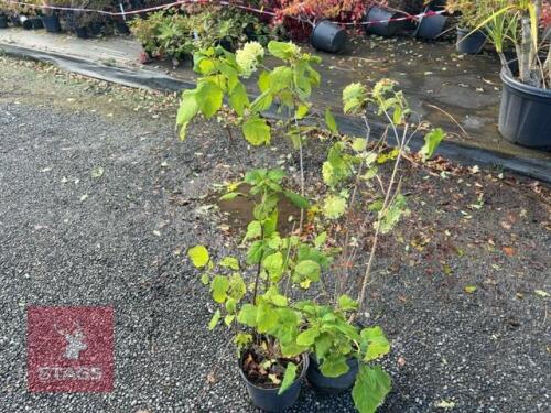 2 HYDRANGEA ANNABELLE