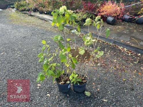 2 HYDRANGEA ANNABELLE