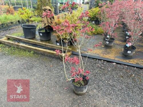 1 RHODODENDRON FIREBALL