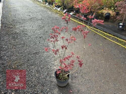 1 RHODODENDRON FIREBALL