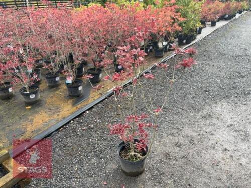 1 RHODODENDRON FIREBALL