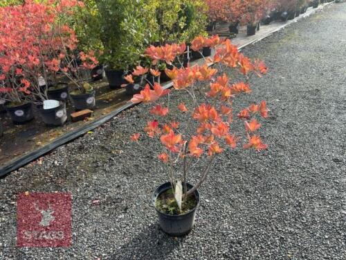 1 RHODODENDRON 'ANNEKE'