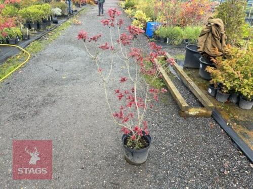 RHODODENDRON 'FIREBALL' (FIREBALL AZALEA