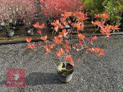 1 RHODODENDRON 'ANNEKE'