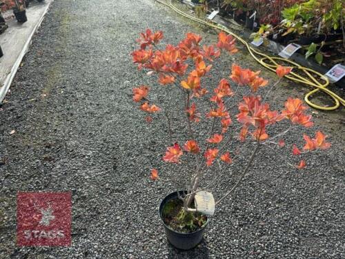 1 RHODODENDRON 'ANNEKE'