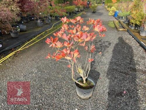 1 RHODODENDRON 'ANNEKE'