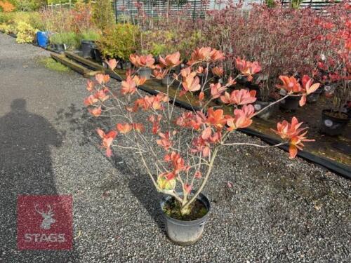 1 RHODODENDRON 'ANNEKE'