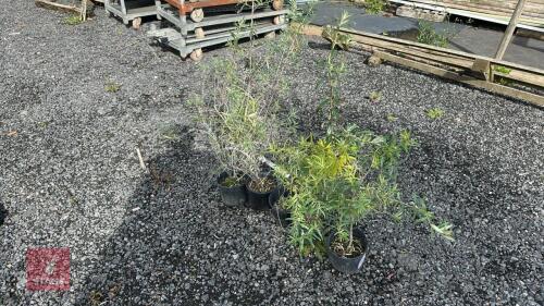 5 HIPPOPHAE RHAMNOIDES (SEA BUCKTHORN)