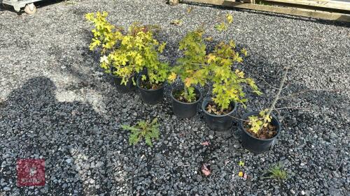 5 CRATAEGUS MONOGYNA (HAWTHORN)