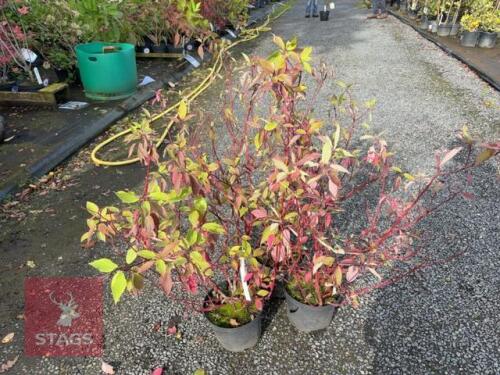 3 HYDRANGEA VANILLE FRAISE