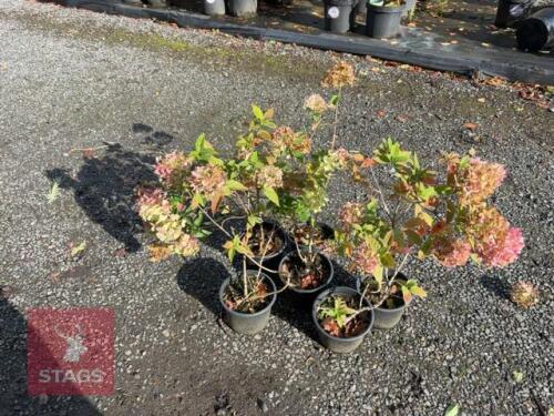 6 HYDRANGEA LITTLE LIME