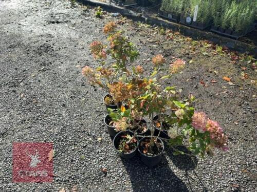 7 HYDRANGEA LITTLE LIME