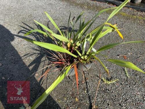 3 MIXED PLANTS