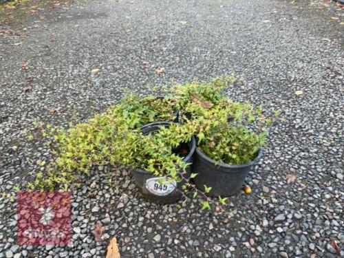 4 MIXED PLANTS