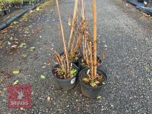 4 HYDRANGEA ANNABELLE