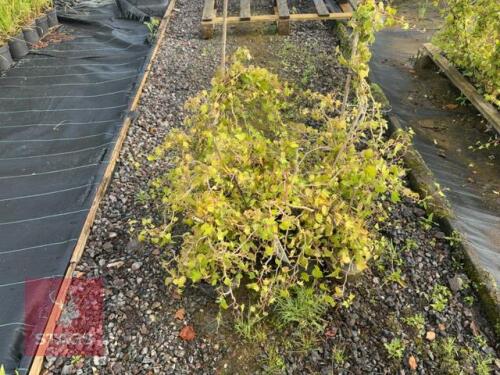 7 HEDERA HELIX 'GREEN RIPPLE'