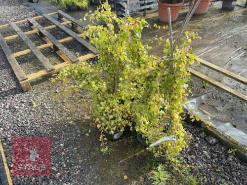 7 HEDERA HELIX 'GREEN RIPPLE' (IVY GREEN