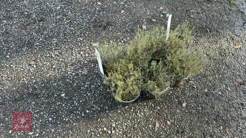 7 THYMUS FAUSTINI (FAUSTINI THYME)