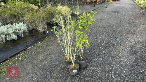 3 LIGUSTRUM OBTUSIFOLIUM (BORDER PRIVET)