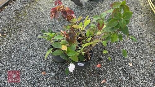 3 HYDRANGEA PREZIOSA