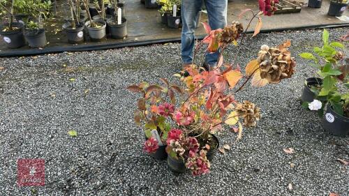4 HYDRANGEA PREZIOSA