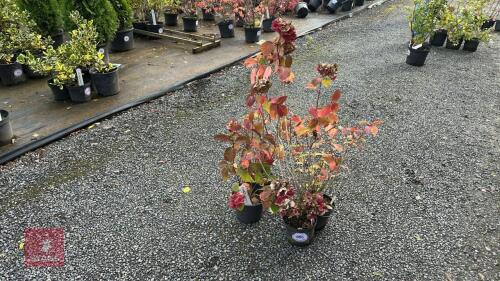 4 HYDRANGEA PREZIOSA