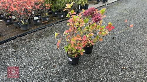 2 HYDRANGEA DARK PINK