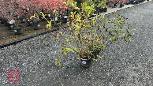 2 RHODODENDRON LUTEUM (YELLOW AZAELEA)