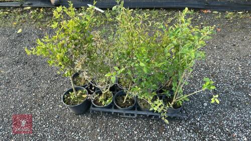 10 LIGUSTRUM OBTUSIFOLIUM