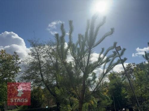 PINUS SYLVESTRIS (SCOTS PINE)