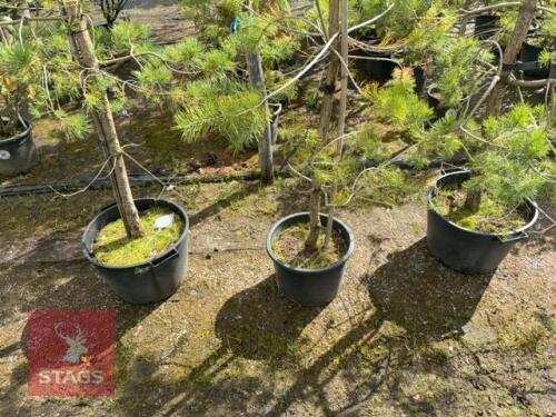 3 PINUS SYLVESTRIS (SCOTS PINE)