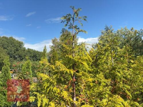 6 LARIX EUROPEAN (EUROPEAN LARCH)
